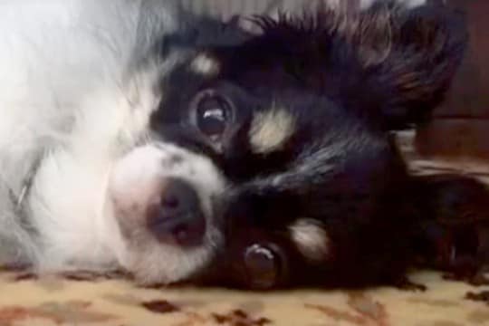 お店で1歳半まで売れ残り『繁殖犬にするしかない』と言われた犬→家族との出会いが素敵すぎると32万再生「泣ける」「待ってたんだね」と反響