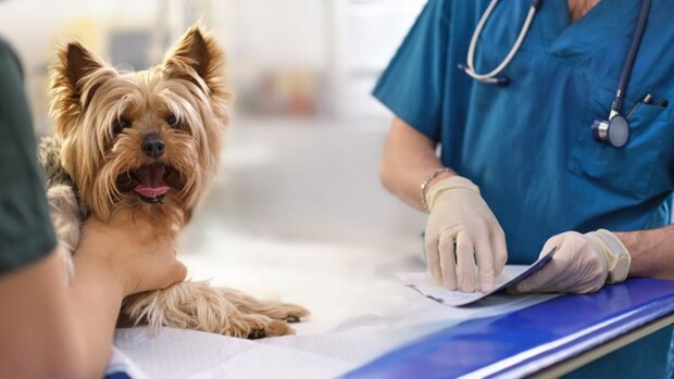 犬のウンチが臭すぎるときに考えられる『5つの病気』今すぐ病院へ行くべきサインまで