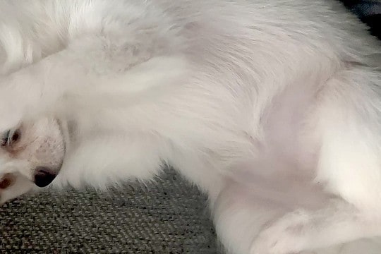 生まれて100日しか経っていないのに…赤ちゃん犬がみせた『まさかの姿勢』が284万表示の反響「猫ミームで草」「やってもうた感ww」と爆笑