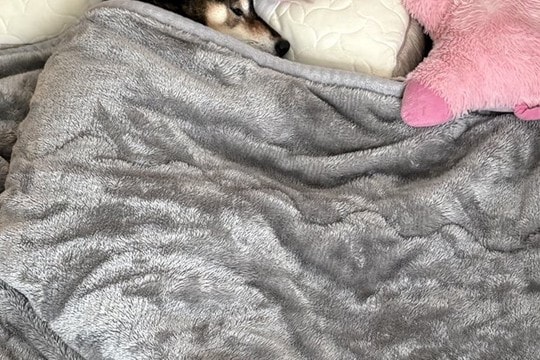 「完全に人で草」寝室で眠る犬の様子を見に行ったら…想定以上の『人間味が強すぎる光景』に6万いいね「人間だと思ってそう」「添い寝したい」