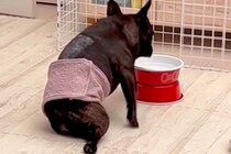 病気でうまく歩けなくなった犬→3年間、努力し続けた結果…思わず涙する『現在までの軌跡』に感動続々「スゴイ…奇跡」「愛の賜物」と称賛