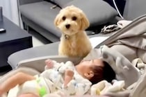 赤ちゃんが大好きな犬の『夜の過ごし方』を見てみた結果→まるでお兄ちゃんのような『ナイトルーティン』に反響「仲良し」「可愛すぎる」