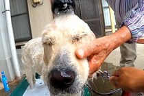 田舎のおばあちゃんが『犬を洗った』結果→容赦なさすぎる『豪快な洗いっぷり』が210万再生「想像以上で笑うｗ」「信頼を感じる」現在の様子も