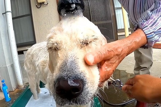 田舎のおばあちゃんが『犬を洗った』結果→容赦なさすぎる『豪快な洗いっぷり』が210万再生「想像以上で笑うｗ」「信頼を感じる」現在の様子も