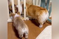 赤ちゃん犬を飼ってから1週間→先輩犬の後を追いかけて…あまりにも尊い『とにかく真似する光景』に悶絶「たまらなく可愛い」「学んでる」と絶賛