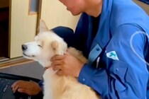 Wi-Fi工事のため、業者さんが家にやってきた結果→犬がべったりと…相思相愛な『微笑ましい光景』が45万再生「距離ｗ」「ご満悦なお顔」