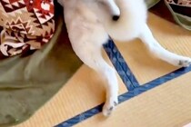 極寒の地で生まれた『シベリアンハスキー』が、日本に染まりすぎた結果→コタツで見せた『衝撃の行動』が231万再生「スピードｗ」「可愛すぎ」