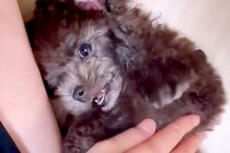 『黒っぽい毛をした子犬を飼った』と思ったら…予想の上をいく『3年後の現在』が114万再生「こんなに色が変わるんだ」「とっても神秘的」