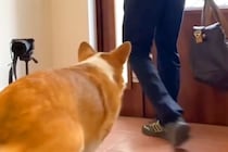 長男と母をお見送りする犬→『態度』を比較してみた結果…想像の遥か上を行く『衝撃の差』が36万再生「露骨すぎるw」「無になってて草」