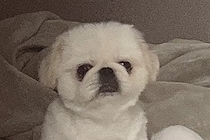 『やけに犬が静かだなあ』と思って様子を確認した結果→「見たことないくつろぎ方」「脱力感たまらん」想定外だった光景に14万表示の反響