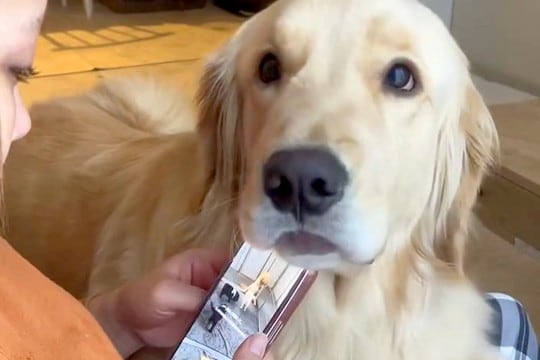 スマホをいじっている女性→構ってほしそうな大型犬が…絶対に無視できない『あざとい行動』が24万再生「イチャイチャしやがってｗ」「可愛い」