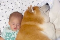 赤ちゃんをいつも近くで見守る犬→まるで本当の兄弟のように『一緒に成長する光景』が9万再生「こちらまで笑顔になる」「もう全てが微笑ましい」