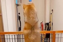パパの車の音が聞こえると、玄関でスタンバイする犬→あまりにも尊い『後ろ姿』と再会の瞬間が21万再生「パパ絶対嬉しい」「超かわいい」