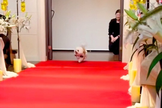 犬が結婚式で『リングドッグ』をした結果→指輪を届けるだけかと思いきや…『最高のおもてなし』に絶賛「可愛くてニヤける」「素敵」と26万再生