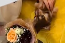 3年間お世話になったトリマーが退職→最終出勤日に『お別れ』を言いに行くと…感動的な光景に反響「私だったら泣く」「大好きだったんだね」