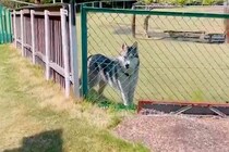 ドッグランでトイレに行った結果→大型犬が『置いていかれた』と勘違いして…想像以上に『健気な様子』が11万再生「泣きそう」「たまらない」