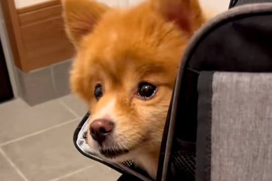 飼い主が急死し『3日間放置されていた犬』→放っておけないとお迎えした結果…新しい家族が増えた光景に反響「かわいい笑顔」「幸せな犬生を」