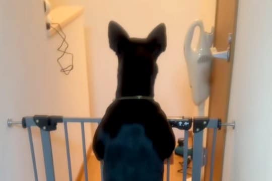 2年前に突然の体調不良で倒れたお父さん→退院後、家に帰ると犬が待っていて…思わず涙する『感動の再会』に反響「嬉しさ爆発」「大好きなんだ」