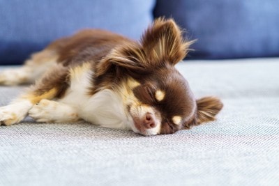 横向き寝をするチワワ