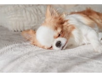 犬の寝相から分かる『性格』5選　寝姿に隠された愛犬の本音や判断する方法までご紹介