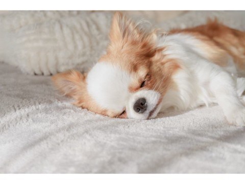 犬の寝相から分かる『性格』5選　寝姿に隠された愛犬の本音や判断する方法までご紹介