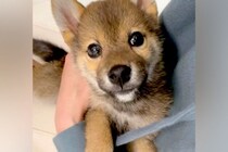 『5キロくらいで成長が止まる』と言われた豆柴→愛情いっぱい育てた結果…4年後の『まさかの成長っぷり』が話題「幸せで大きくなったんだね」