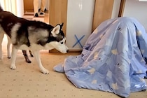 犬たちに内緒で『お兄ちゃんが帰省した』結果→布団に隠れていたら…『1年ぶりの再会』で感情が大爆発する光景が99万再生「たまらん…」