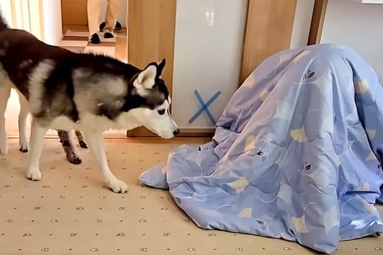 犬たちに内緒で『お兄ちゃんが帰省した』結果→布団に隠れていたら…『1年ぶりの再会』で感情が大爆発する光景が99万再生「たまらん…」