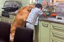 息子と大型犬がやけに静かだったので、見に行った結果→台所でこっそりと…尊すぎる『本当の兄弟のような光景』が559万再生「心が平和になる」