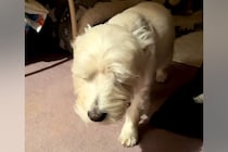 『寝起きすぎる犬』がSNSで話題　スロー再生かと思うほどの動きに「あかん、可愛すぎる」「眠いと嬉しいがいっぺんにｗ」と74万再生の反響