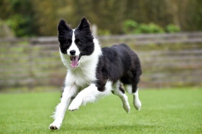 ドッグランで遊ぶ