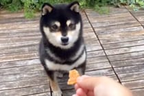 犬におやつをあげようとしたら…おっちょこちょいな『天然すぎる光景』が79万再生「可愛すぎて泣きそう」「最後まで回りきれてないｗｗｗ」