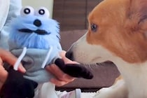 ぬいぐるみをライバル視している犬→ぬいぐるみから『お手』と言われると…可愛すぎる結末が41万表示「不本意そうｗ」「抗えないの可愛い」