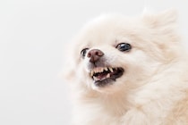 犬がしていたら『危険な鳴き方』５選　苦痛を感じているかどうか見極めるポイントまで