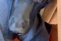 『私が実家から出たくなくなる理由』帰省したら、犬が甘えてきて…一歩も動きたくなくなる『表情』が21万再生「可愛すぎて泣く」「たまらん」