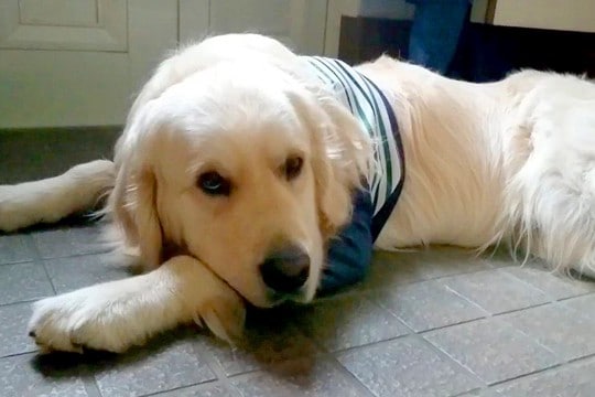 遊びに行けなくて不貞腐れている大型犬→『お出かけしよう』と言った瞬間に…わかりやすすぎる表情と態度が話題「切り替え早ｗ」「子供みたい」