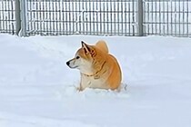 雪の中で動けなくなった犬→普段はおバカなハスキー犬が『ピンチだ』と駆けつけて…感動的な光景が80万再生「泣いた」「兄弟愛がすごい」と称賛
