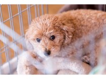 犬の飼い主が絶対やってはいけない『最悪な行為』５選　信頼関係が失われたときに愛犬がみせるサインまで