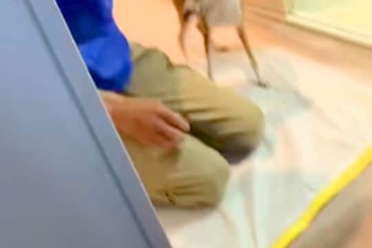 犬がいる家に『工事の作業員』がきた結果→『吠えるかな』と思ったら⋯仕事にならない『想定外の光景』が8万再生「めちゃ可愛い」「たまらん」