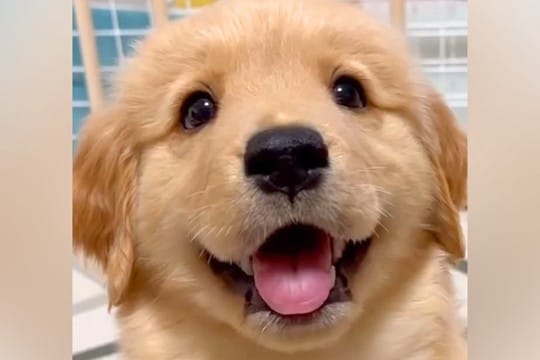 ゴールデンレトリバーの子犬が『猫に育てられた』結果→影響を受け過ぎている光景に225万再生の反響「犬らしさ忘れてるｗ」「最高なコンビ」