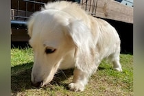 『2回捨てられたガリガリの犬』大人に怯え、3年が経った現在は…涙が止まらない『壮絶な物語』が209万再生「なんて酷い」「幸せになって」