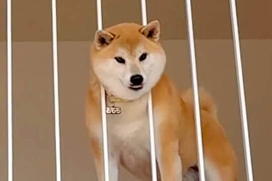 柵に頭がハマってしまった犬→無理矢理抜こうとした結果…別犬のようになった『まさかの顔』が25万再生「好きすぎる」「焦ったねｗ」と反響