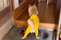 大好きなおばあちゃんに会いに行った犬→再会した瞬間…愛おしい光景が16万表示「本当に大好きなんですね」「しっぽちぎれそうｗ」と絶賛