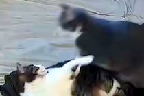 2匹の猫が喧嘩を始めた結果→気付いた大型犬がすぐに駆け付けて…まさかの『神対応』が64万表示「優しく論してて感動」「本当に優しい」と称賛