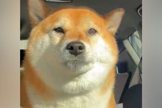 『美容院』と『病院』を聞き間違えた犬→想定以上だった『まさかのリアクション』が15万表示「ガクブルｗｗ」「聞き間違いあるある」と爆笑