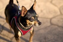 犬が『耳をピーンと立たせる』理由4選　耳の動きからわかる愛犬の気持ちや判断する方法まで