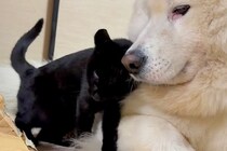 保護された黒猫の赤ちゃんが『大型犬に甘えた』結果…種族を超えた『愛おしい光景』が23万再生「かわいいが融合してる」「ニヤニヤする」