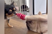 靴下を履いている犬→もう1匹の犬に奪われ続け…あまりにも『無抵抗な光景』が面白すぎると152万再生「可愛すぎて悶絶」「意思なくて草」