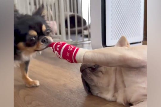 靴下を履いている犬→もう1匹の犬に奪われ続け…あまりにも『無抵抗な光景』が面白すぎると152万再生「可愛すぎて悶絶」「意思なくて草」