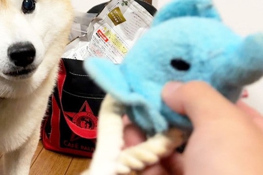 ボロボロになった『犬のおもちゃ』を修理→直した後、見せに行った結果…あまりにも尊い『表情』が12万再生「えぐいくらい可愛い」「たまらん」